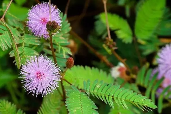 cay-trinh-nu-chau-au-giup-cai thien-nam-da-hieu-qua.webp